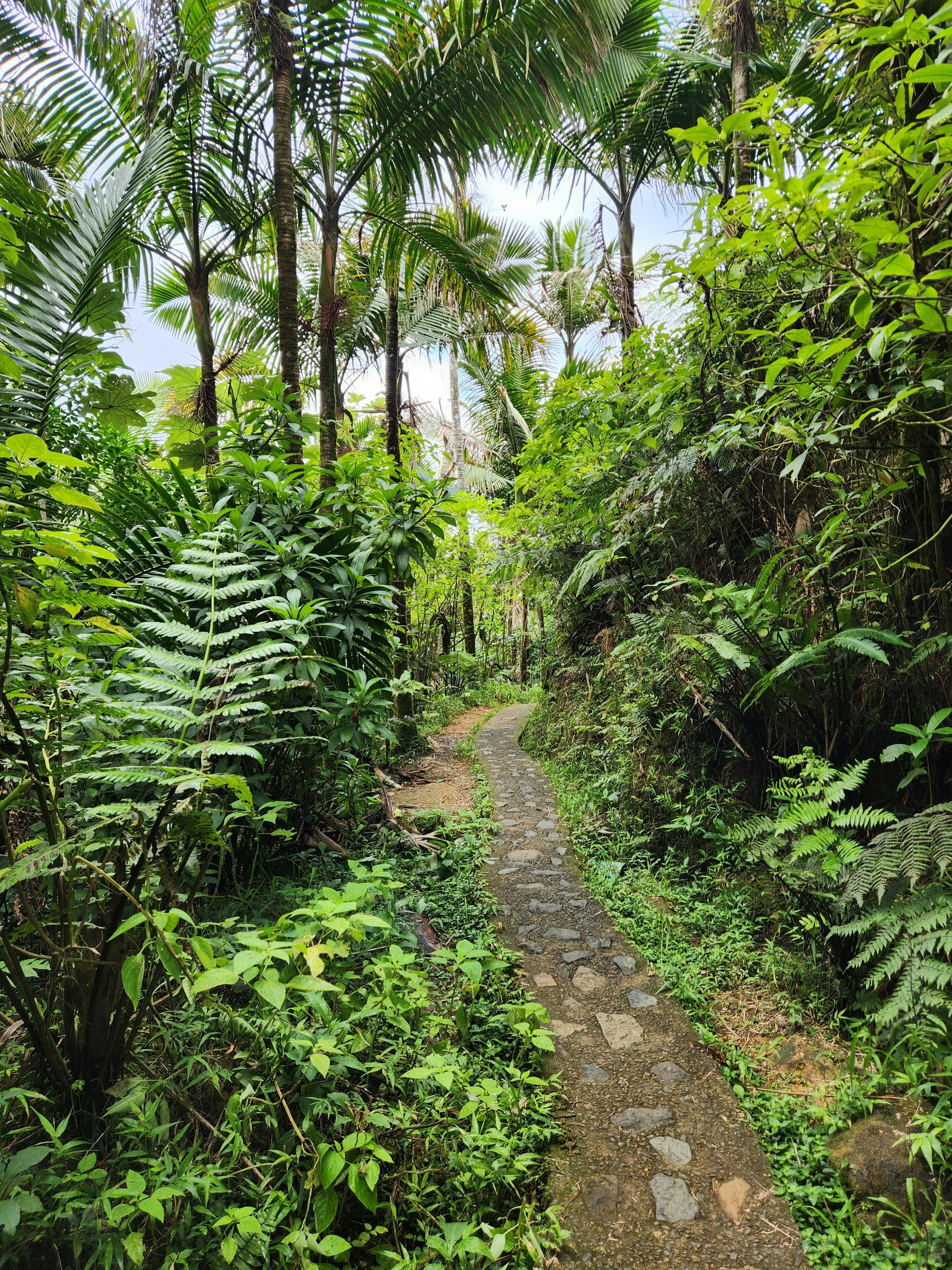 El Yunque